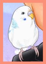 ペット　鳥　　似顔絵